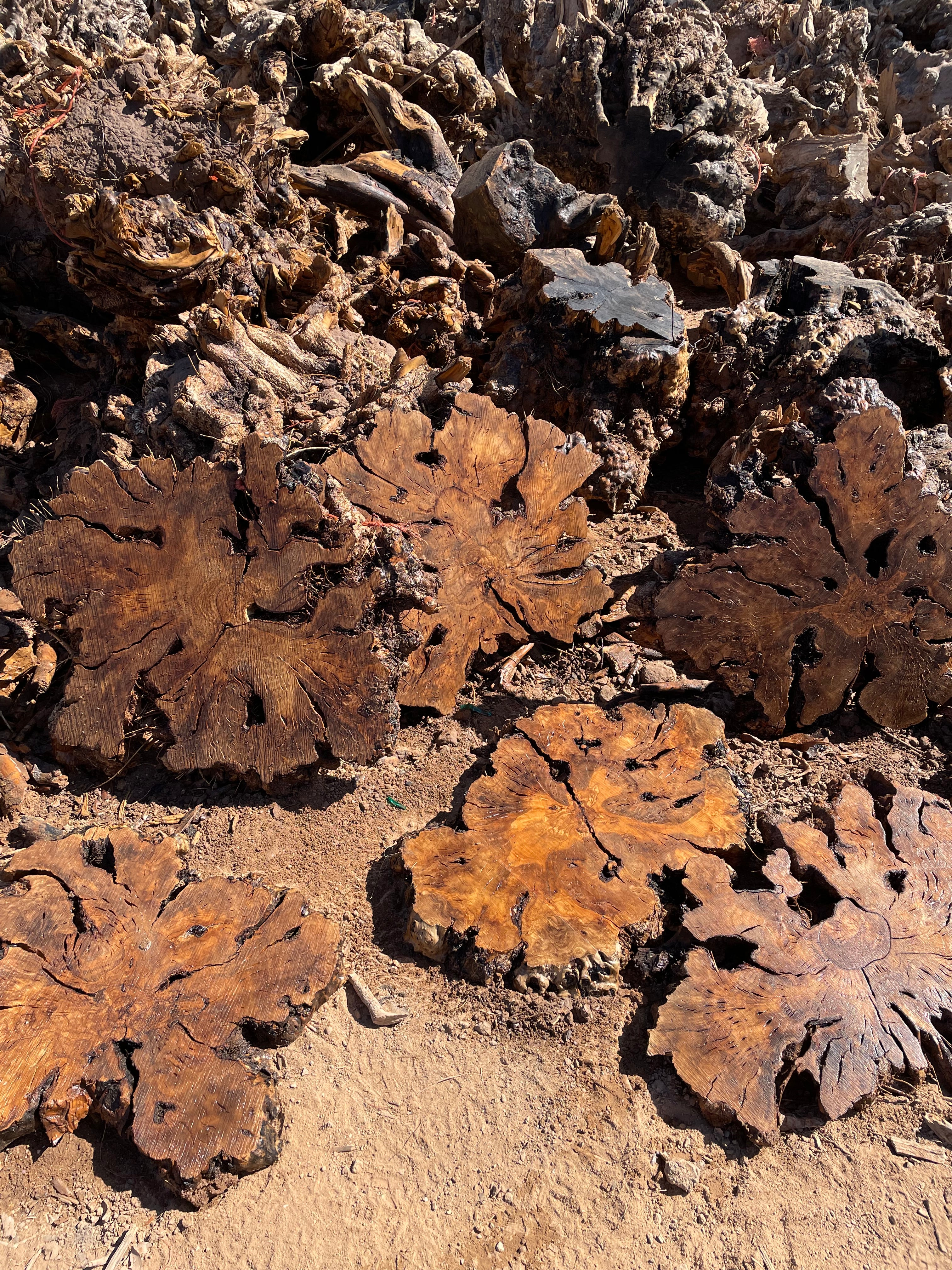 Olivewood Rootball Slices/Cookies/Slabs – Desert Hardwoods